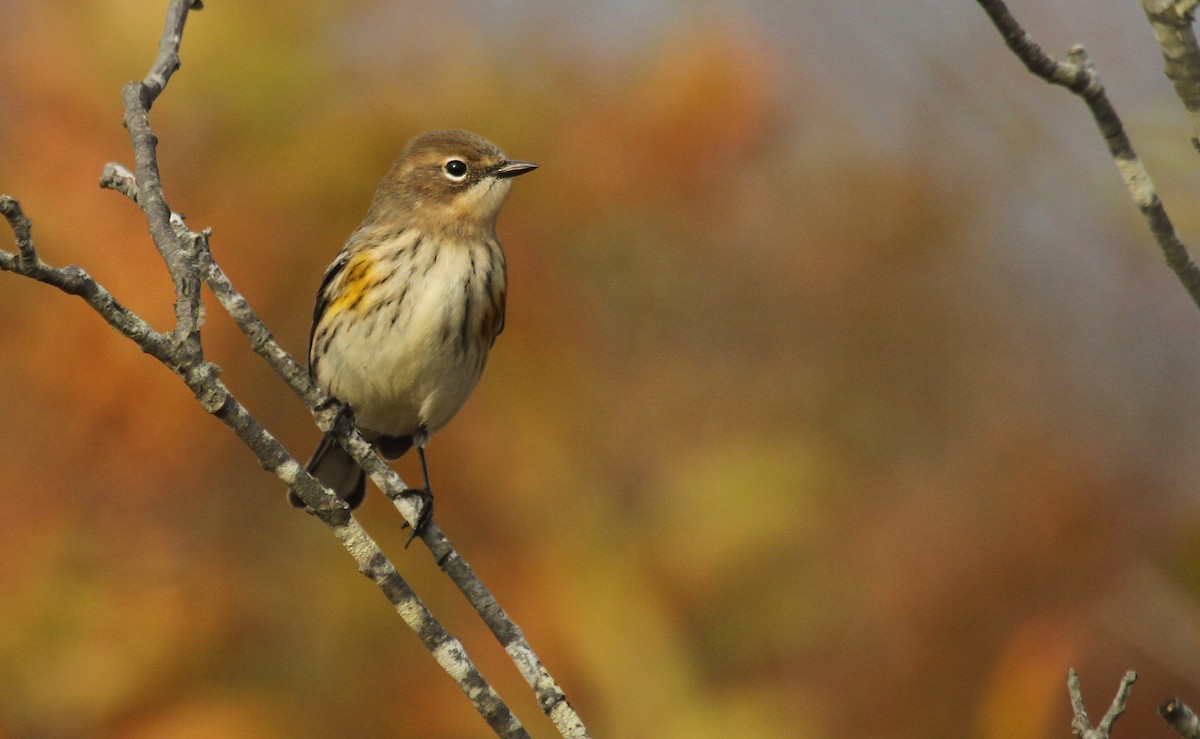 Yellow-rumped Warbler (Myrtle) - ML40935091