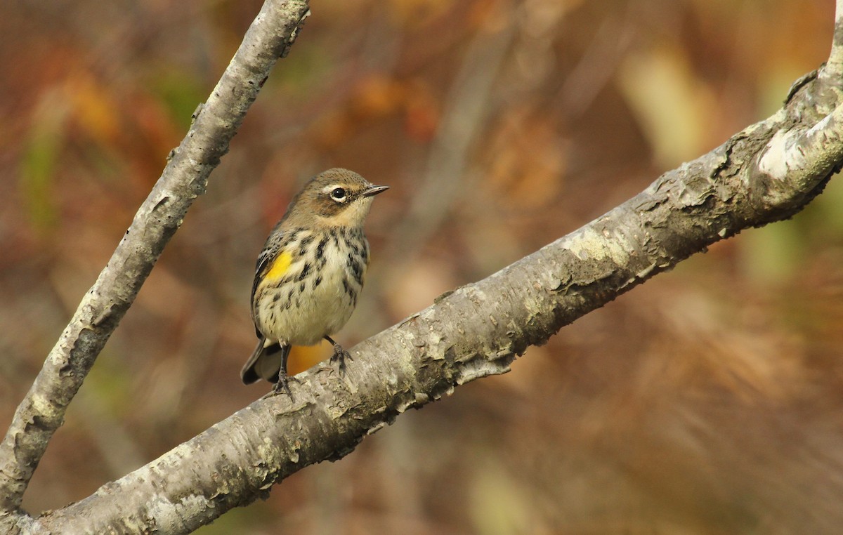 Reinita Coronada (coronata) - ML40935131