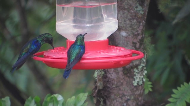 Crowned Woodnymph (Colombian Violet-crowned) - ML409352251