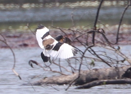 White-crowned Lapwing - ML409353081