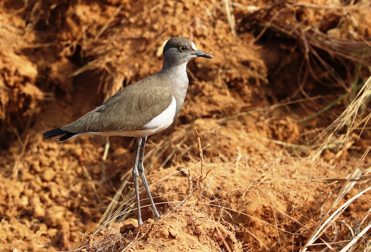 Senegal Lapwing - ML409353281