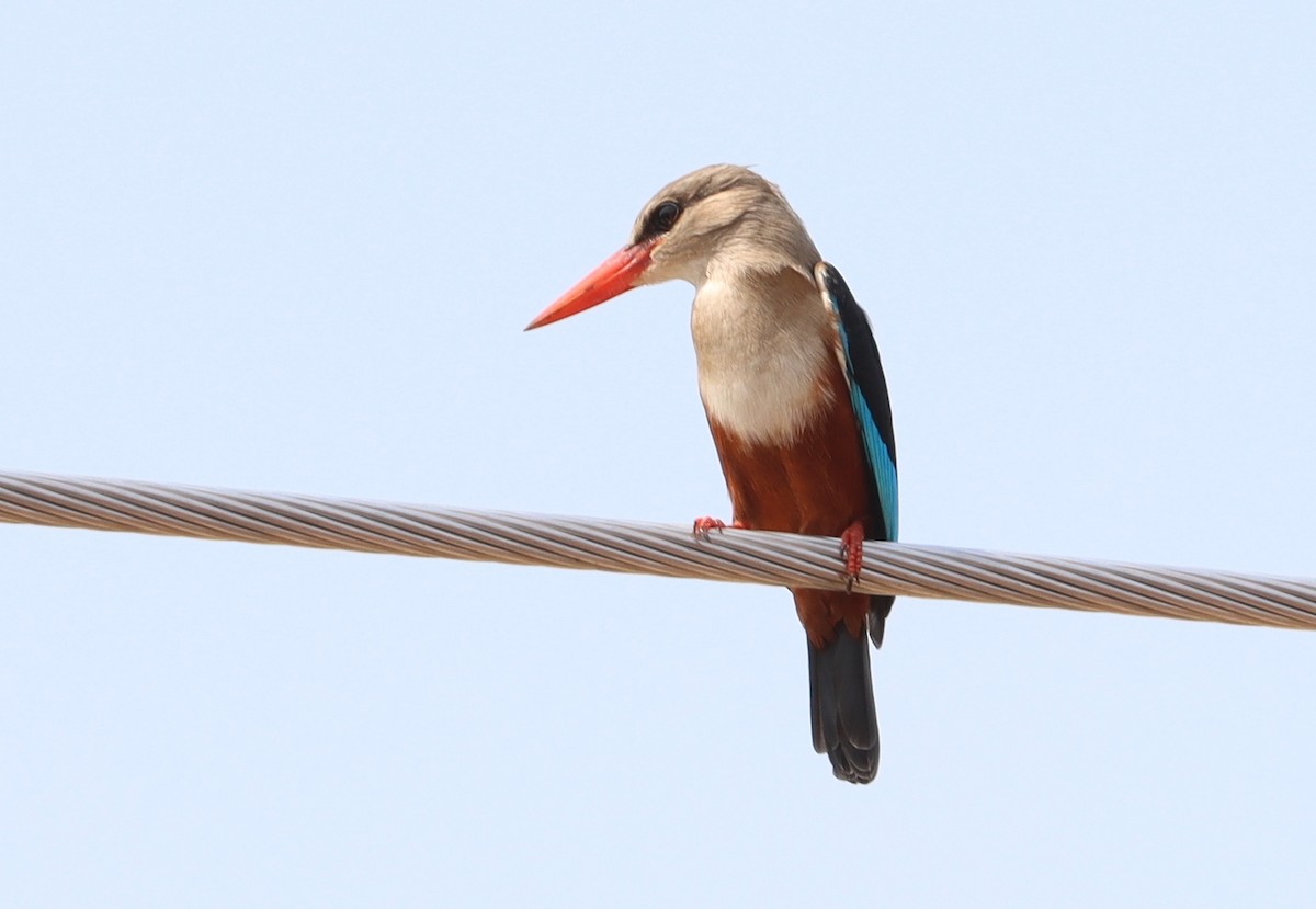 Gray-headed Kingfisher - ML409353661