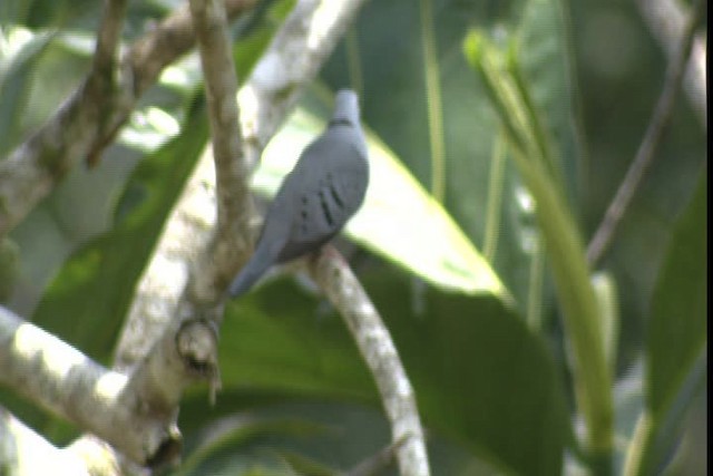 Blue Ground Dove - ML409354