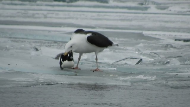 Great Black-backed Gull - ML409354391