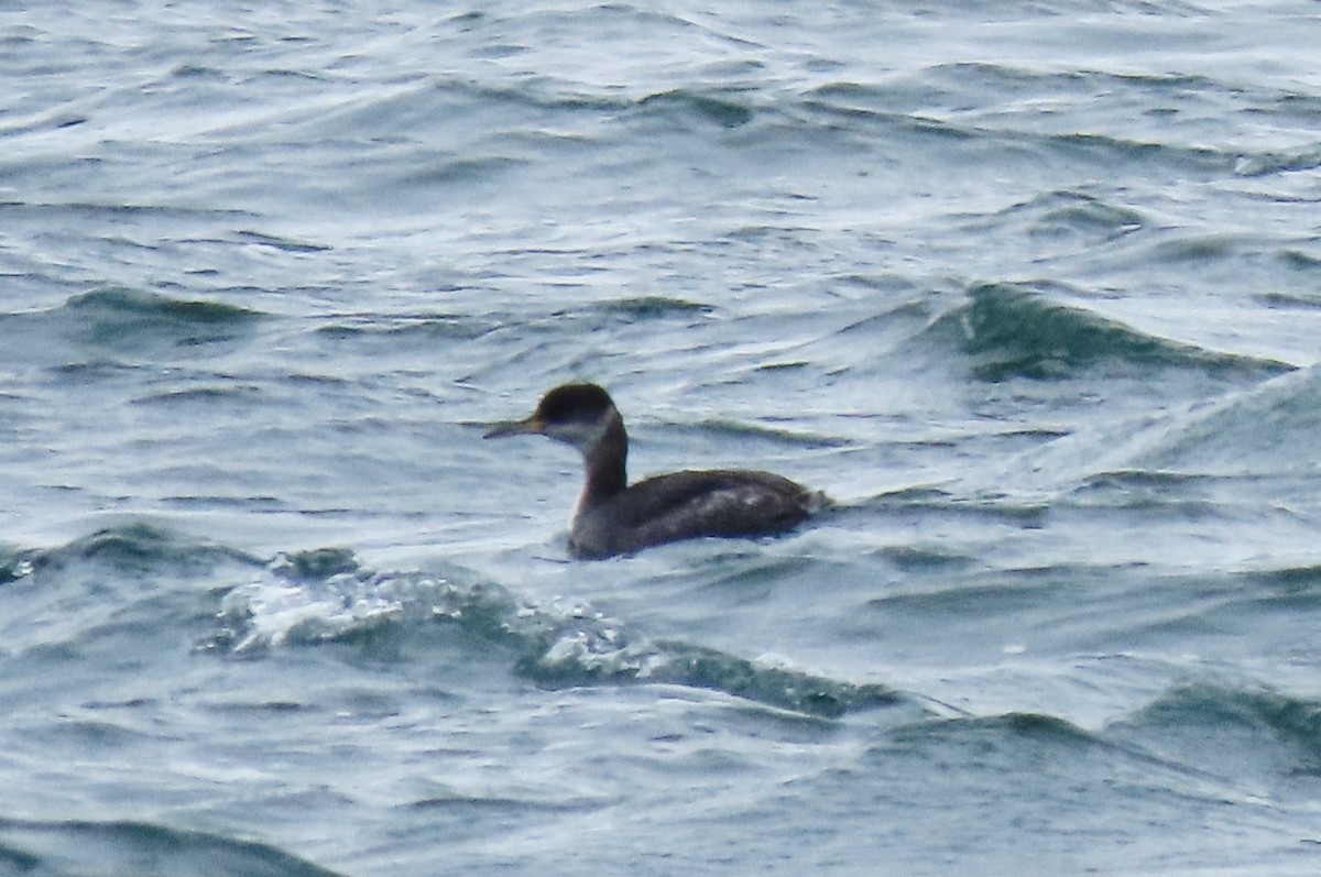 Red-necked Grebe - ML409354471
