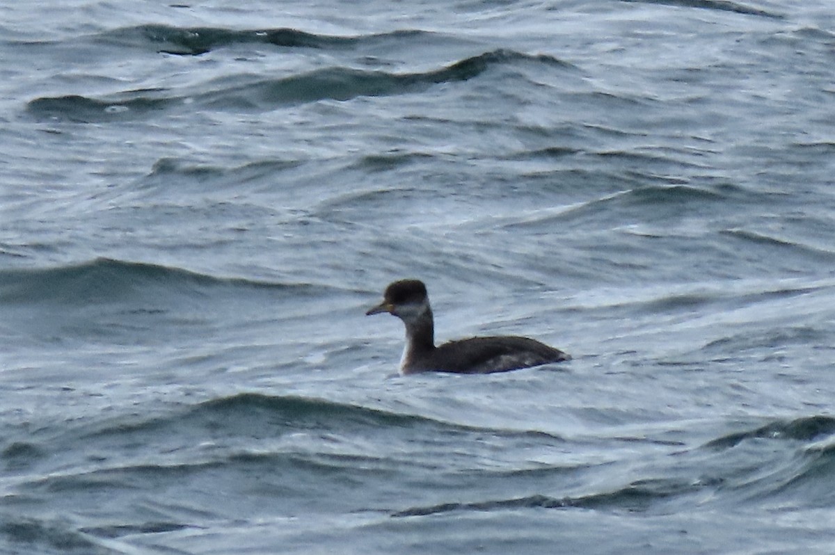Red-necked Grebe - ML409354591