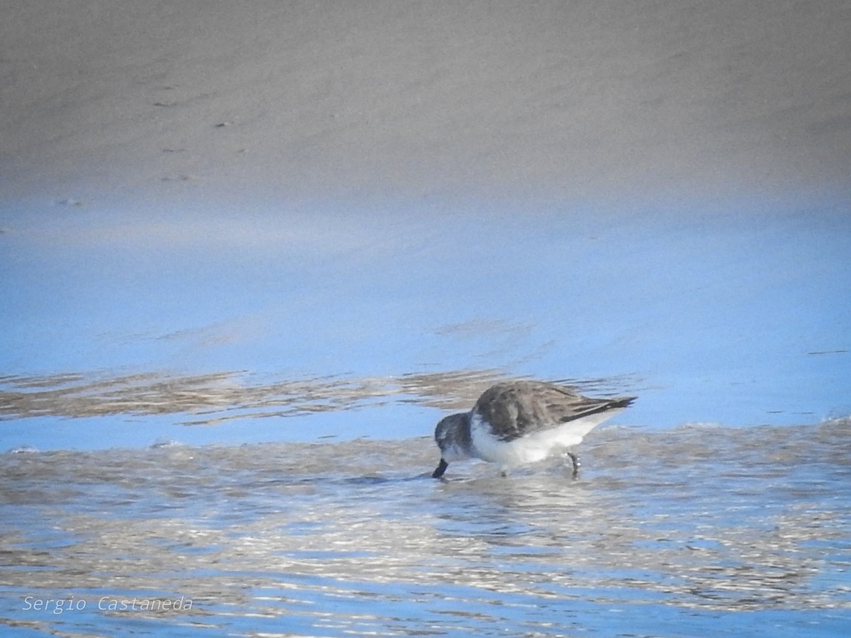 Western Sandpiper - Sergio Castañeda Ramos