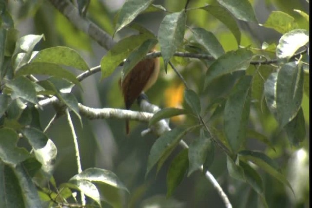 Cinnamon Becard - ML409355