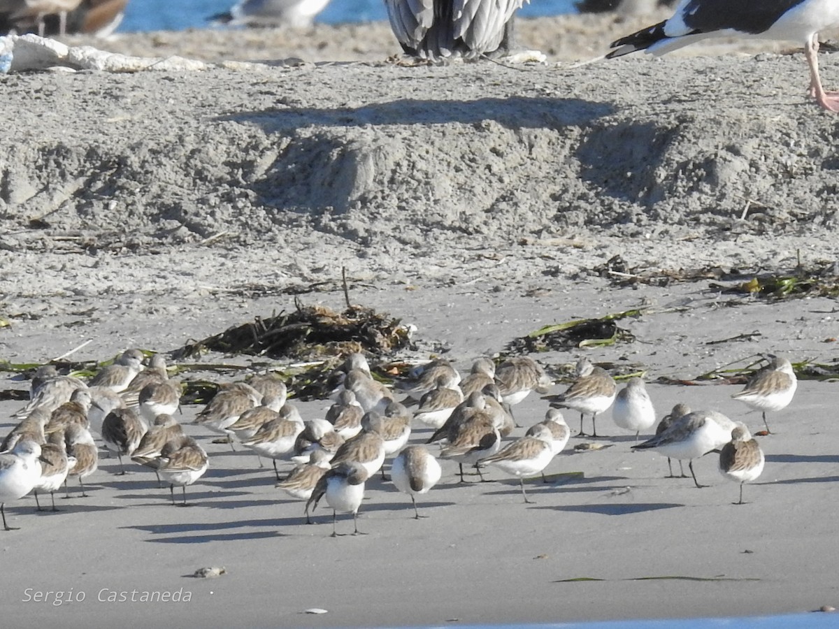 Western Sandpiper - ML409355011