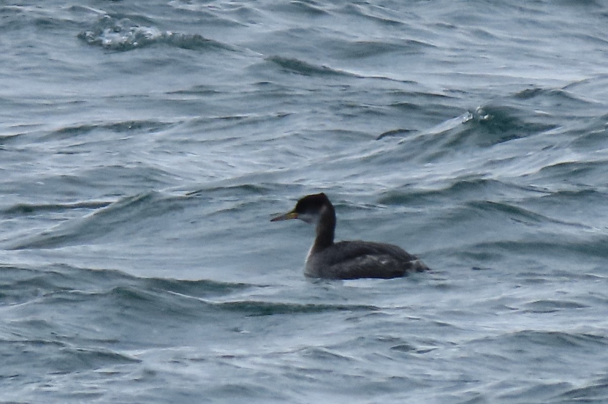 Red-necked Grebe - ML409355071