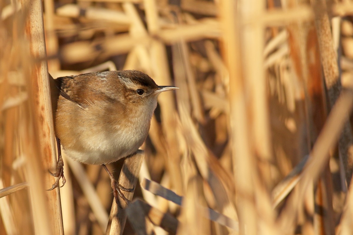 Marsh Wren - ML40935621