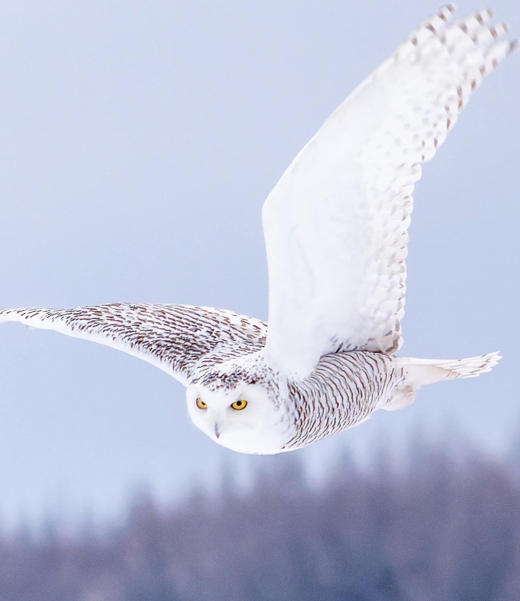Snowy Owl - ML409357311