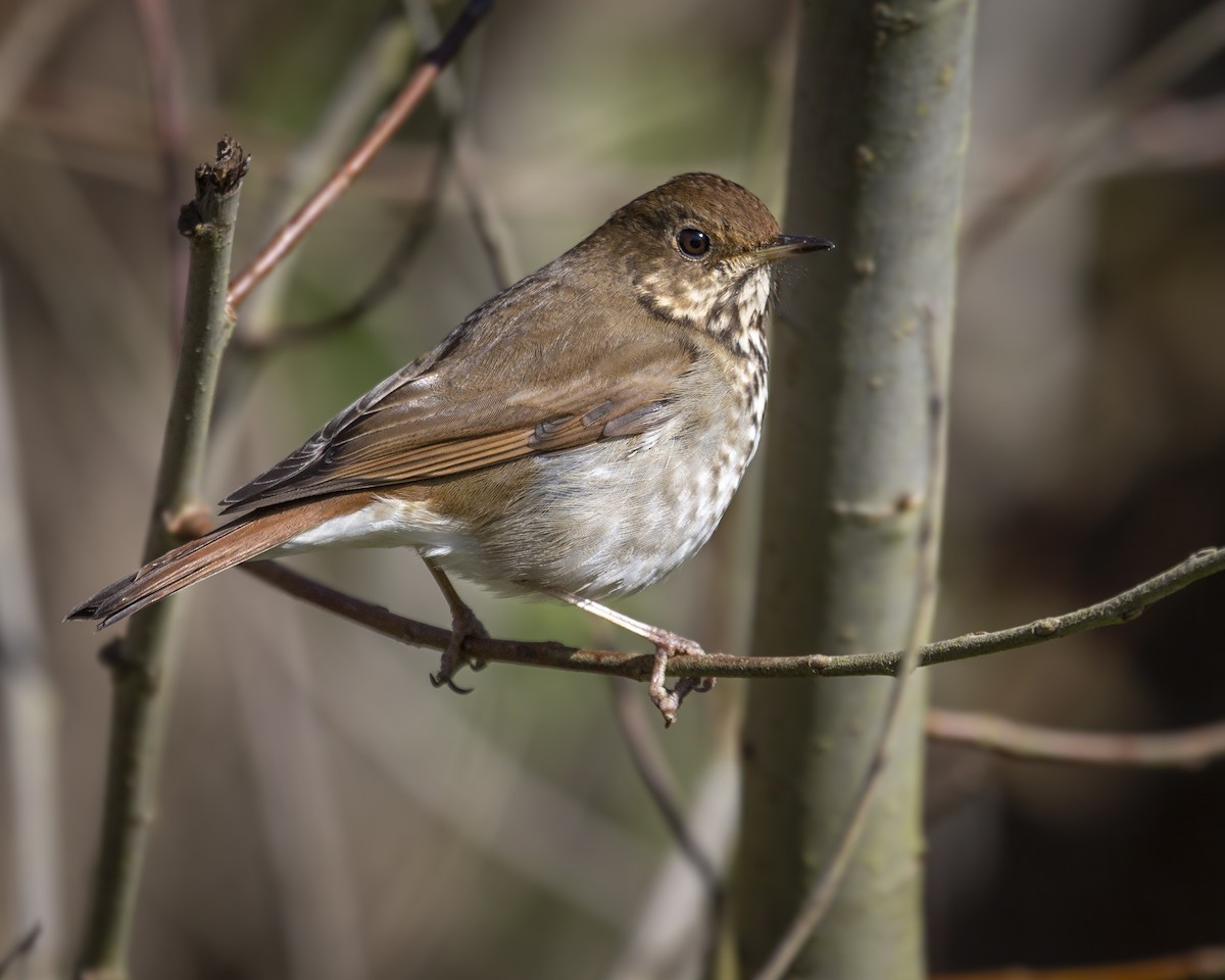 Hermit Thrush - Jessica Hadley