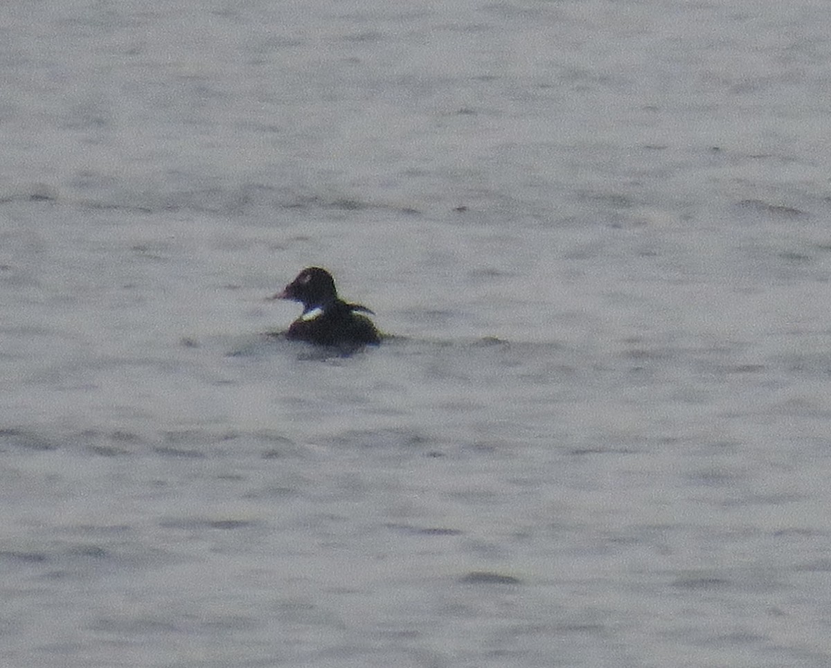 White-winged Scoter - ML409357351