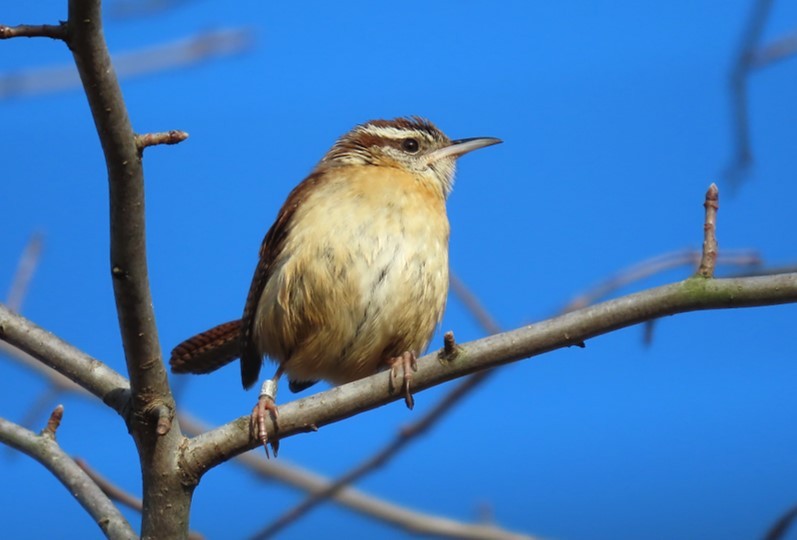 Carolina Wren - ML409357361
