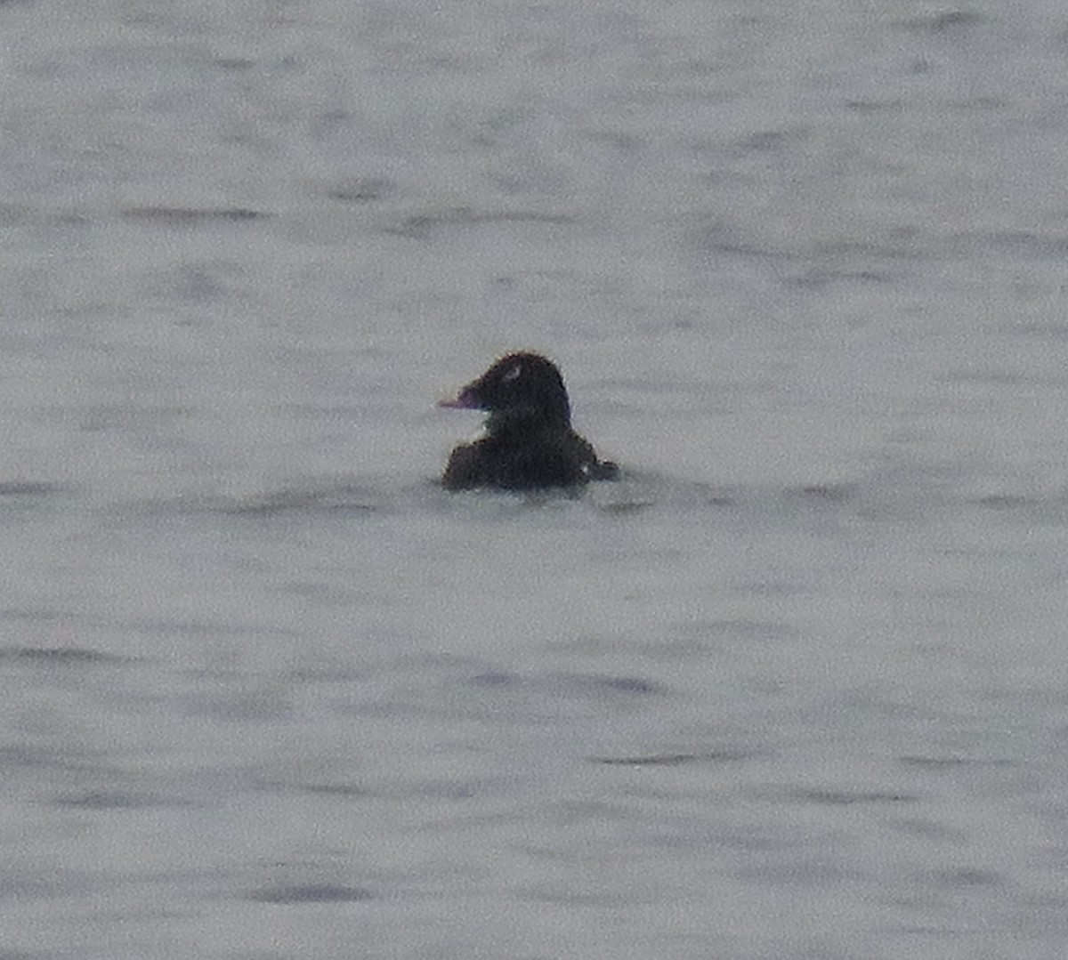 White-winged Scoter - ML409357381