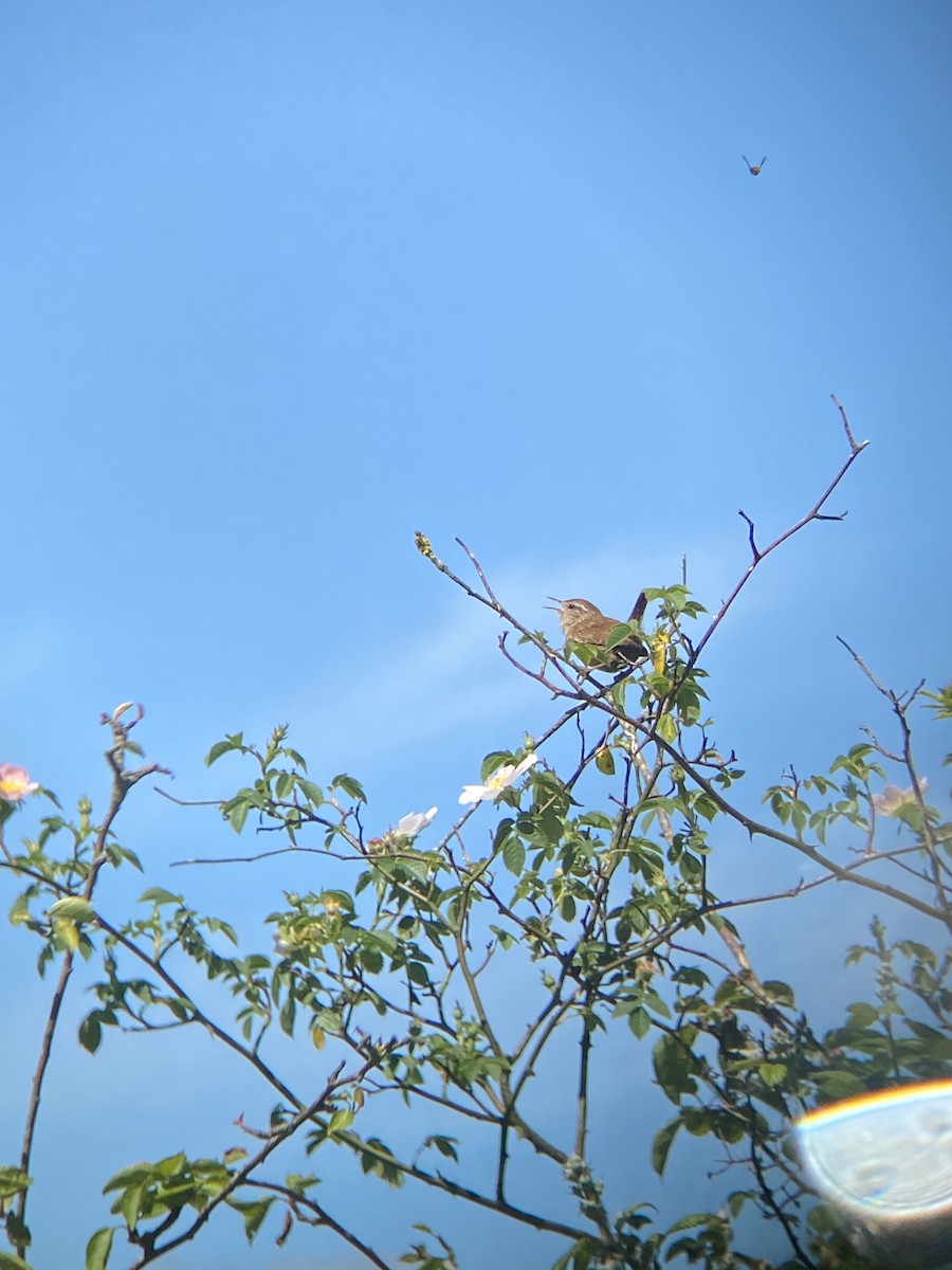 Eurasian Wren - ML409357801