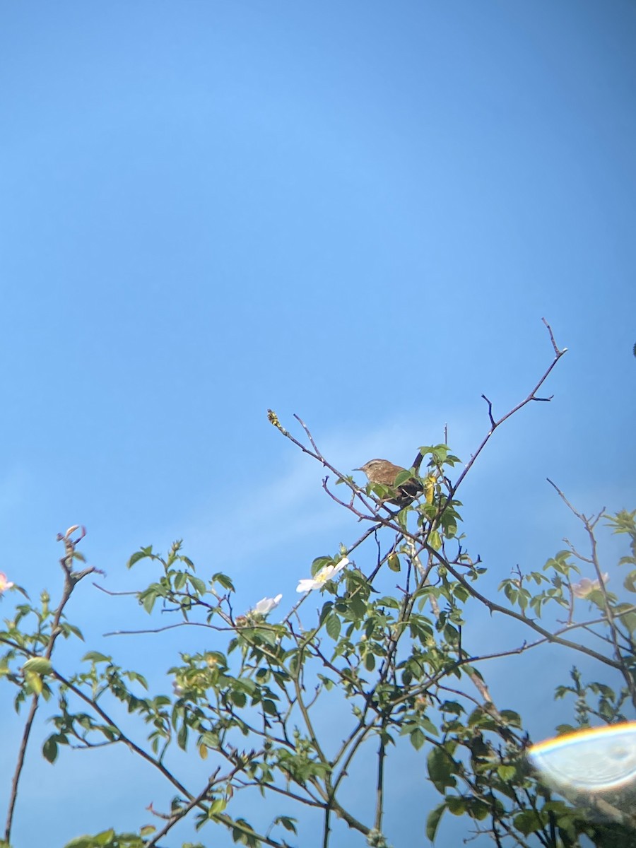 Eurasian Wren - ML409357811