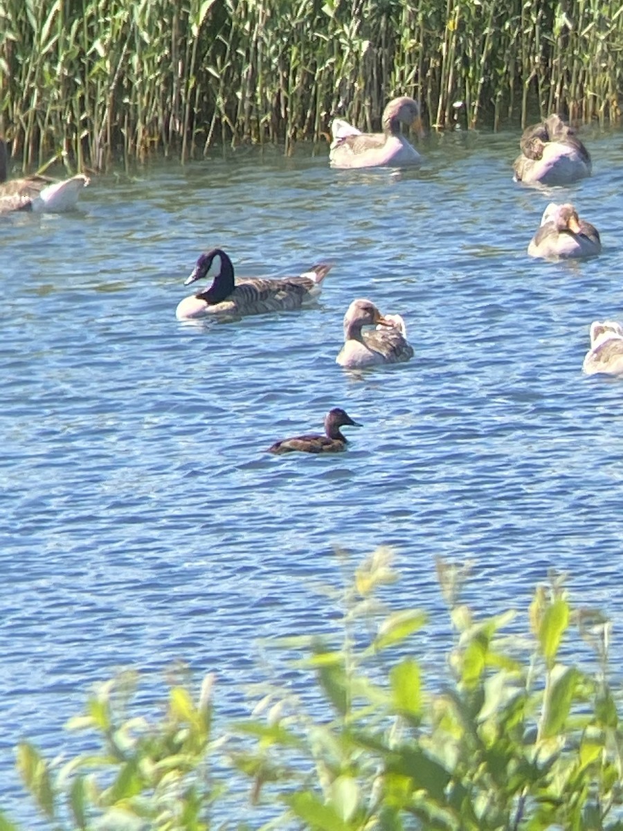 Common Pochard - ML409357881