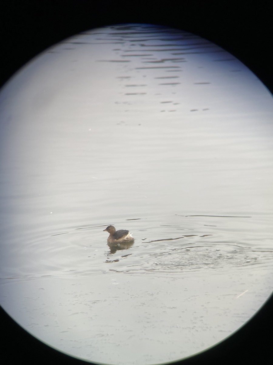 Little Grebe - ML409358991