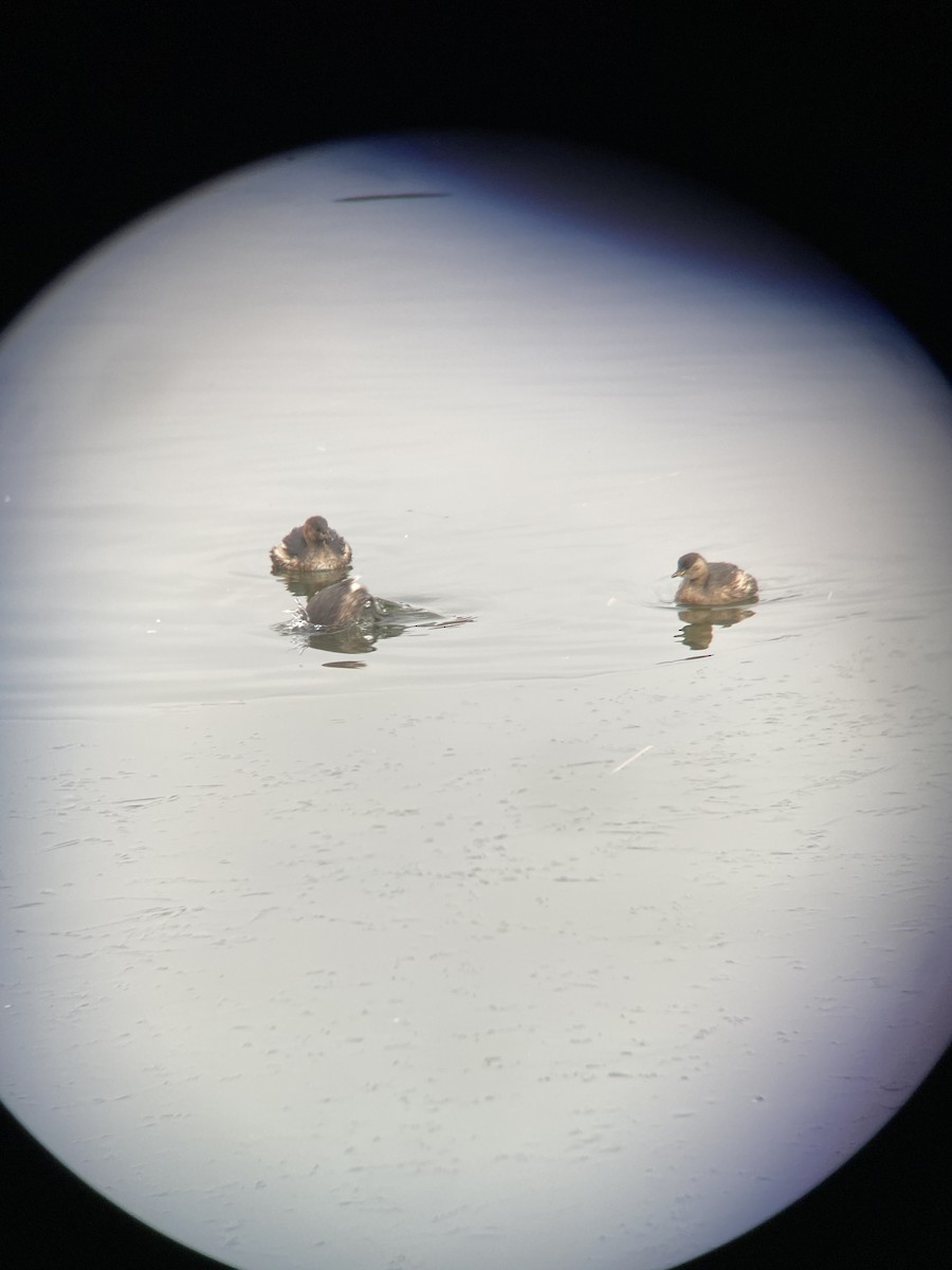 Little Grebe - ML409359001