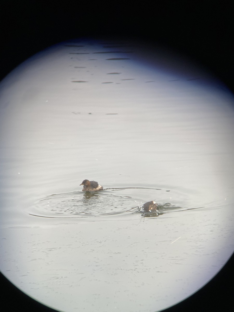 Little Grebe - ML409359031
