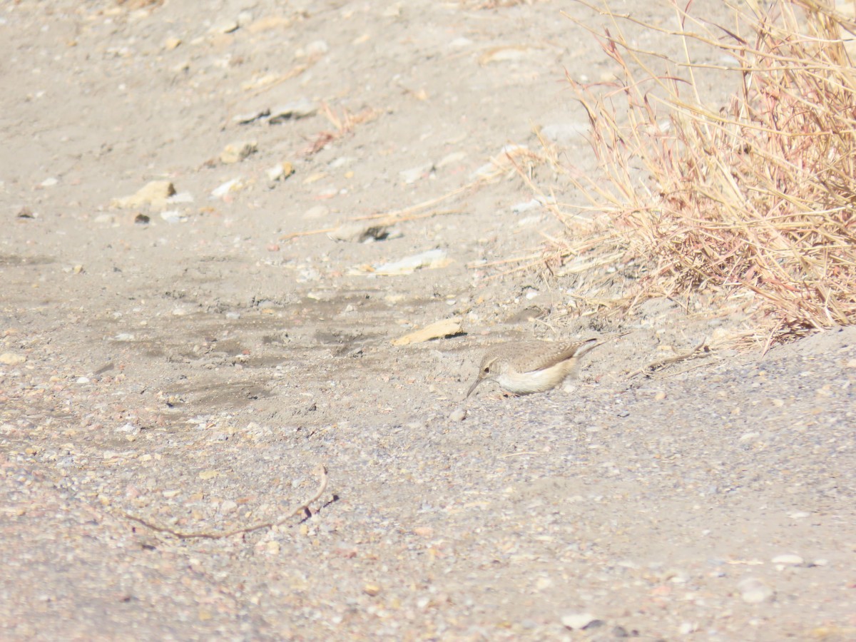 Rock Wren - ML409359041
