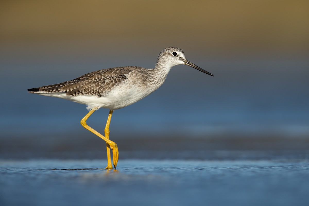 Greater Yellowlegs - ML409359061