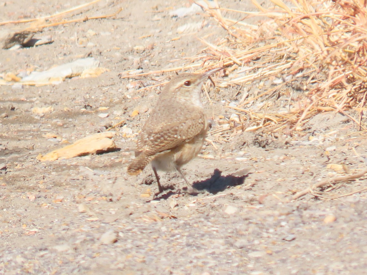 Rock Wren - ML409359471