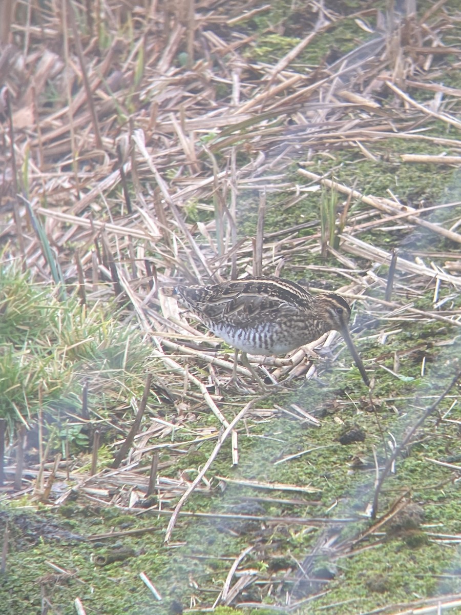 Common Snipe - ML409359731