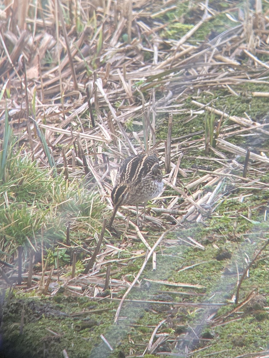 Common Snipe - ML409359741
