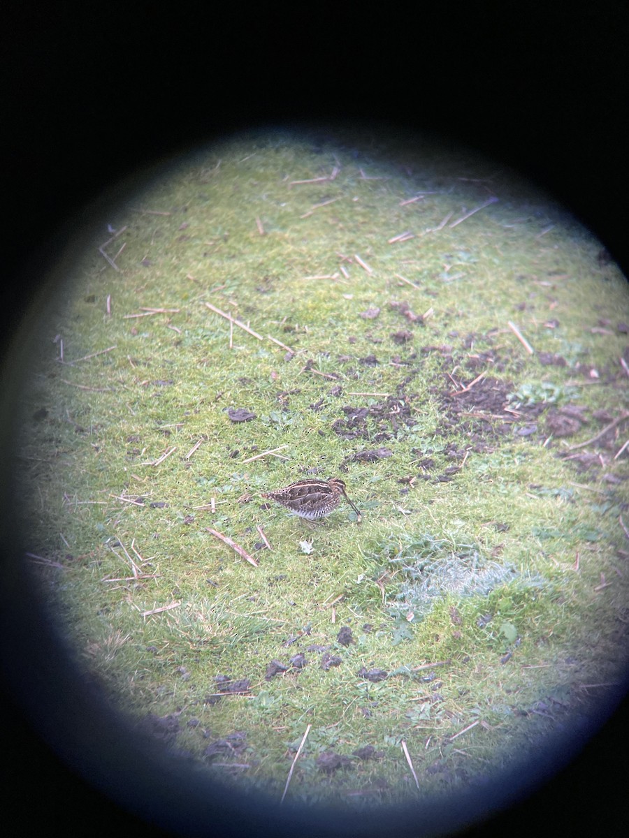 Common Snipe - ML409359761