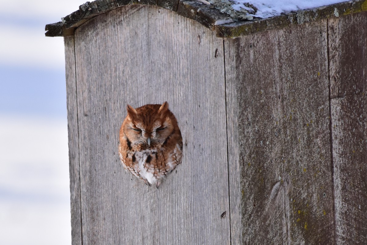 Eastern Screech-Owl - ML409360291