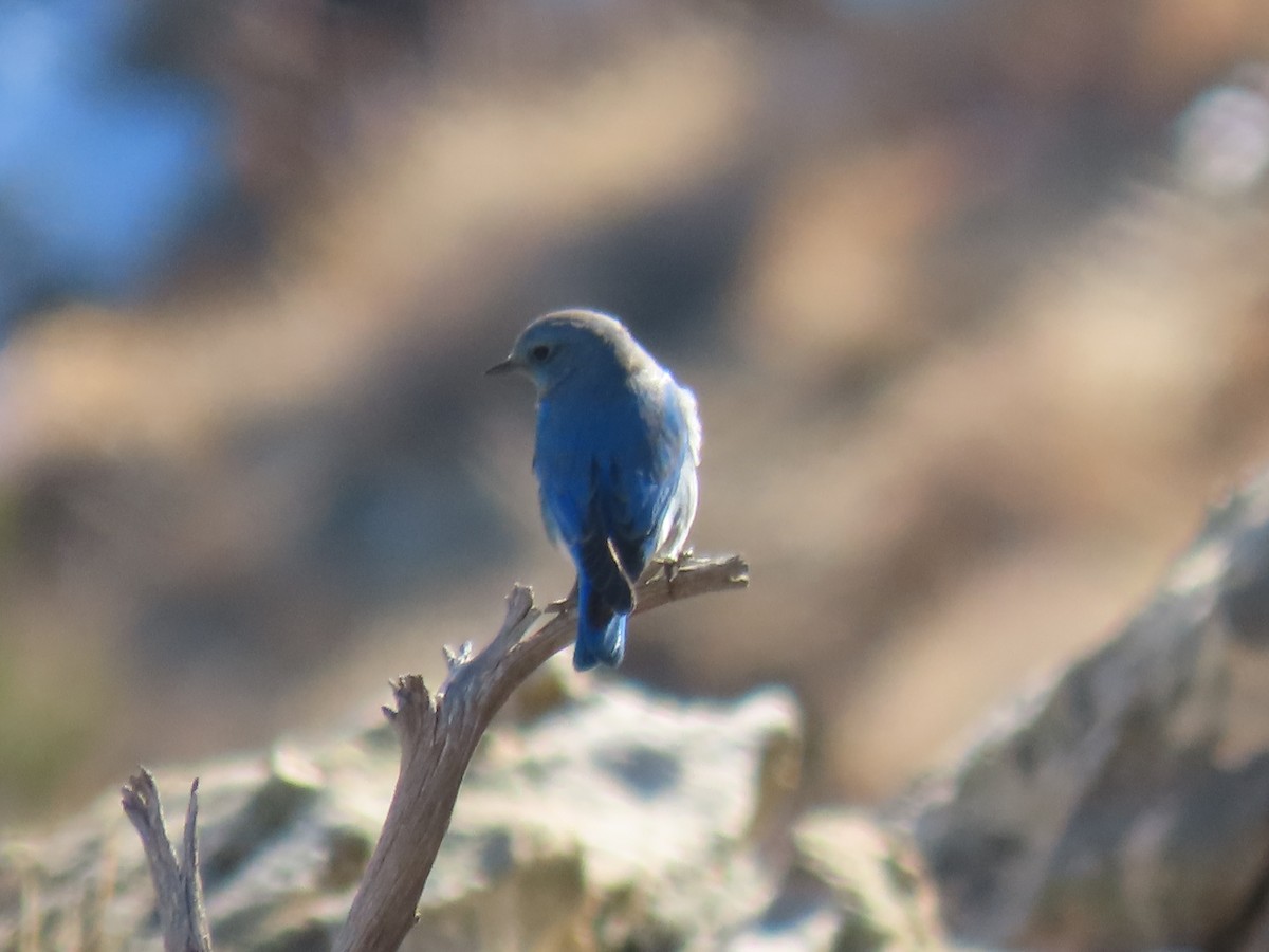 Mountain Bluebird - ML409360611