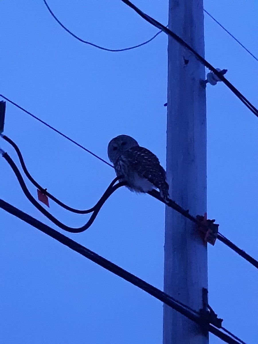 Barred Owl - ML409360671