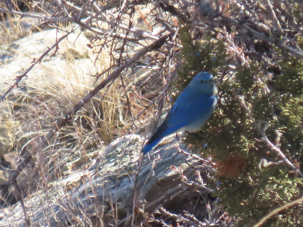 Mountain Bluebird - ML409361001