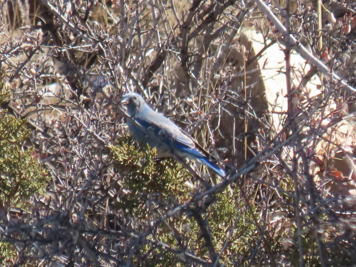 Mountain Bluebird - ML409361141