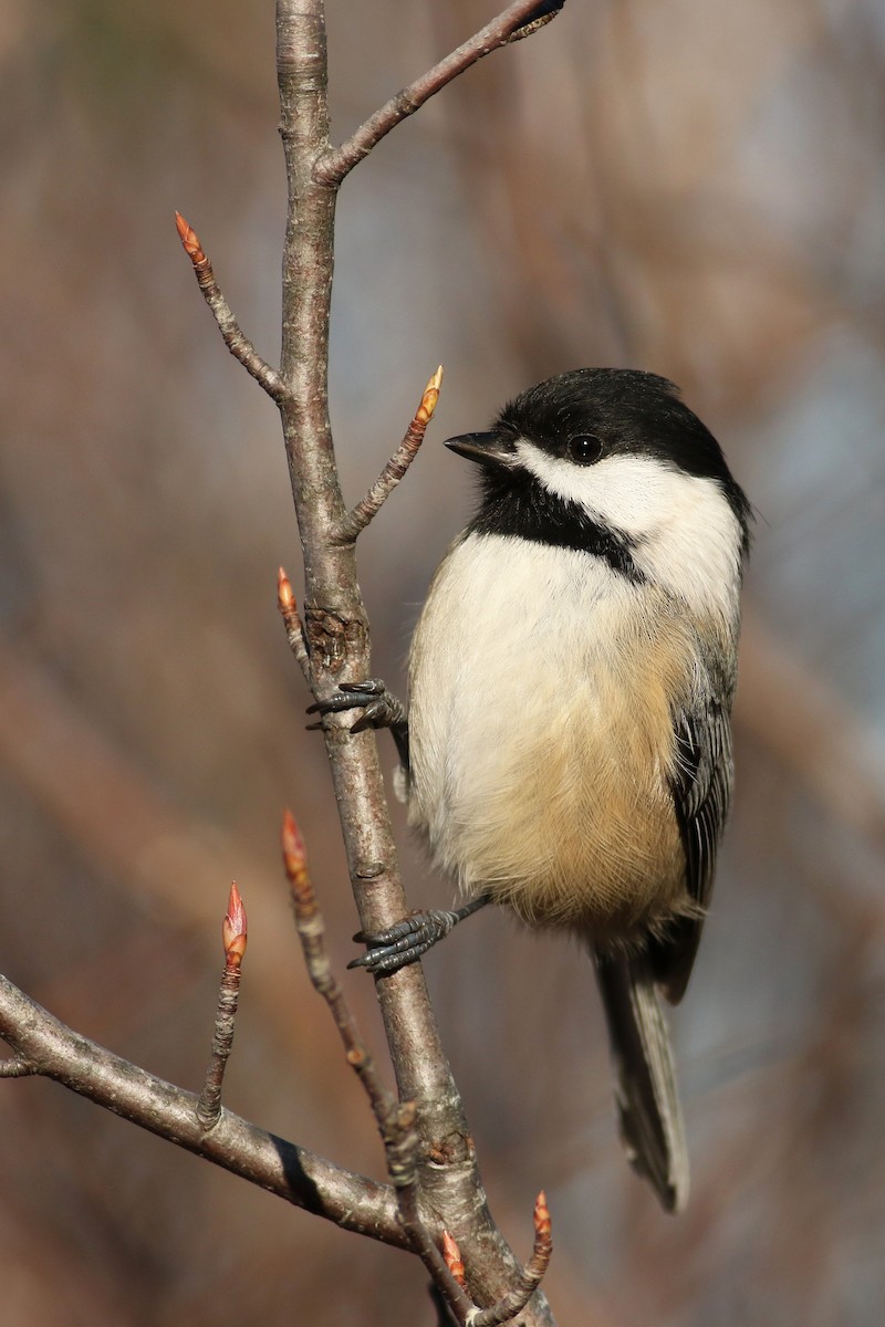 Black-capped Chickadee - ML40936301