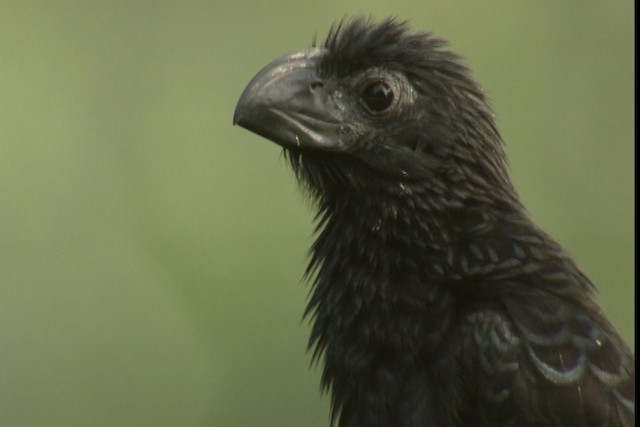 Groove-billed Ani - ML409364