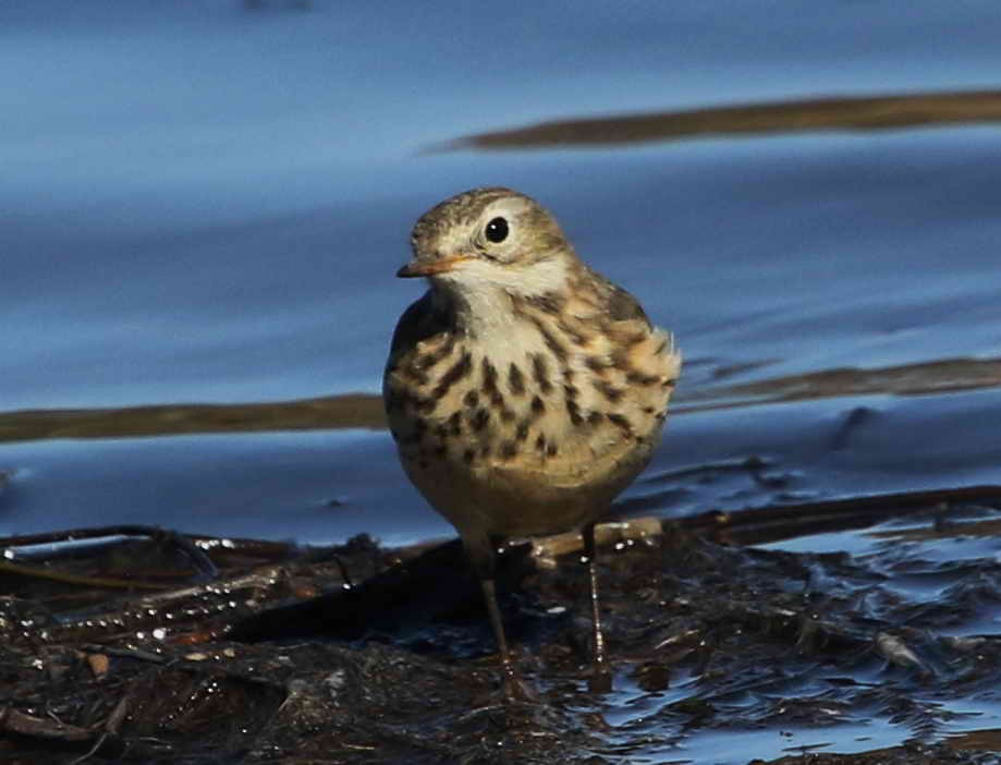 American Pipit - DAB DAB