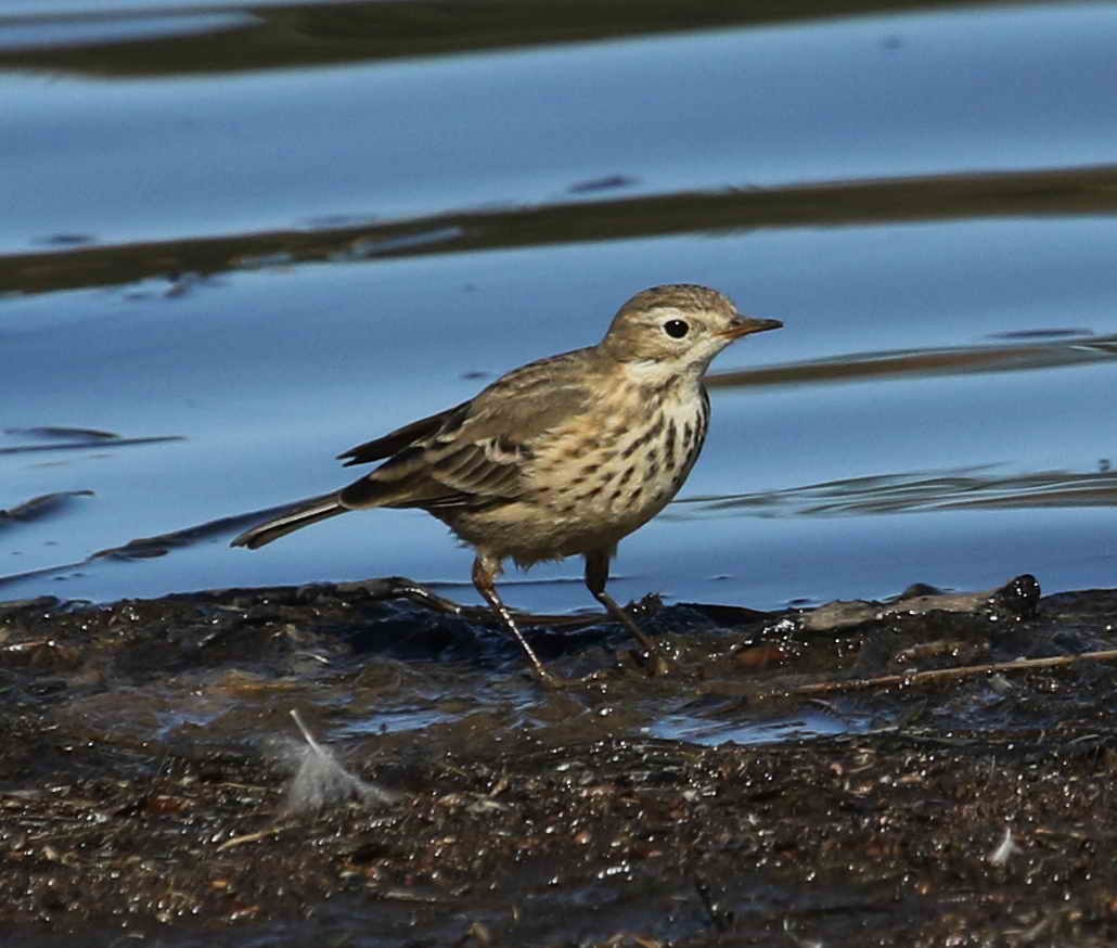 American Pipit - DAB DAB