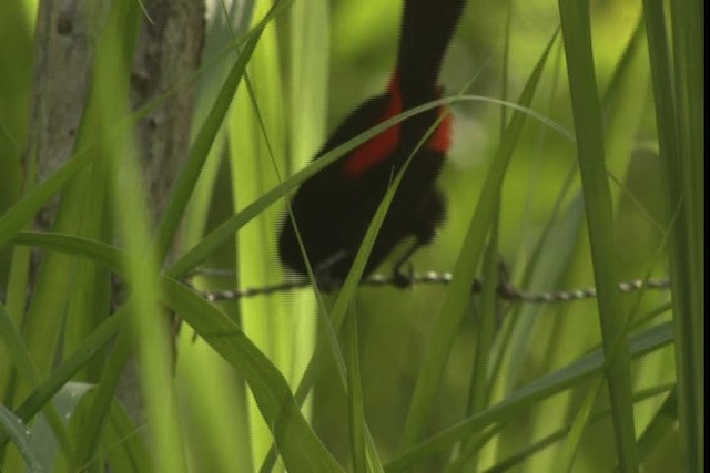 Scarlet-rumped Tanager (Passerini's) - ML409365