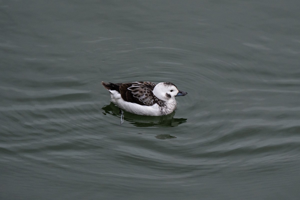 Long-tailed Duck - ML409366581