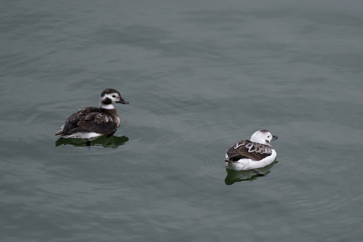 Long-tailed Duck - ML409366621