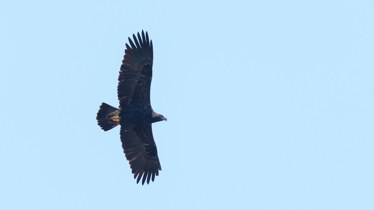 Imperial Eagle - babur hakarar