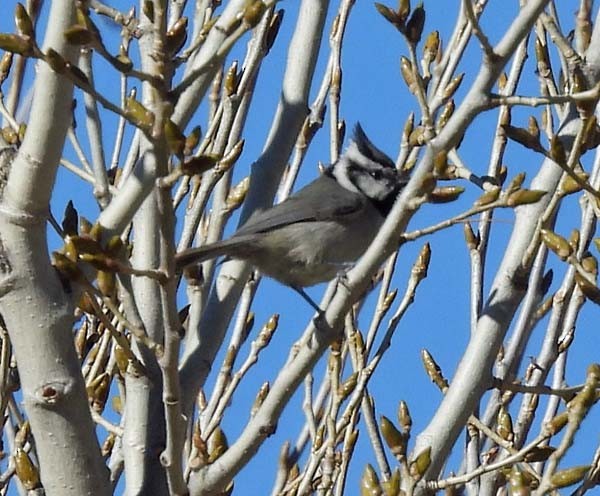 Bridled Titmouse - ML409367511