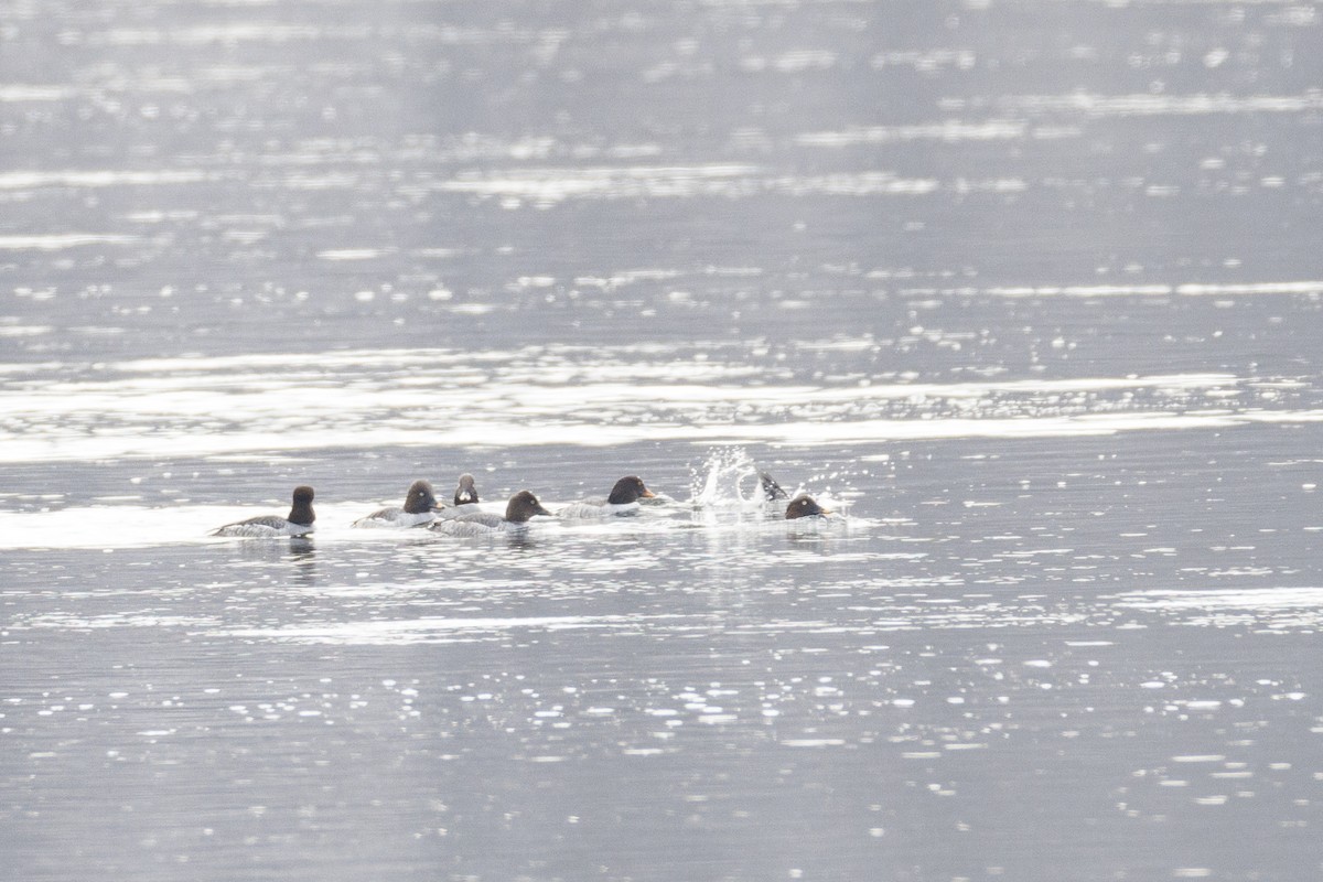 Barrow's Goldeneye - ML409367631
