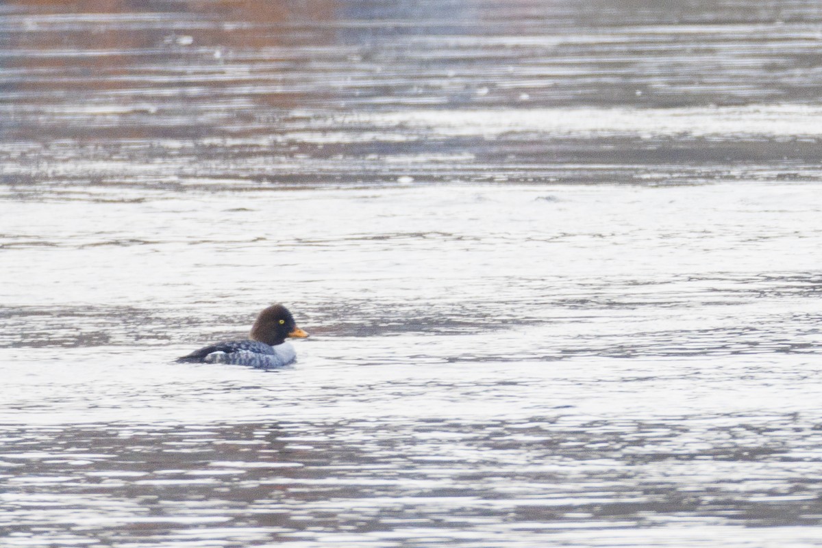 Barrow's Goldeneye - ML409367641