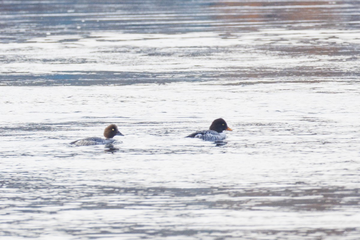 Barrow's Goldeneye - ML409367651