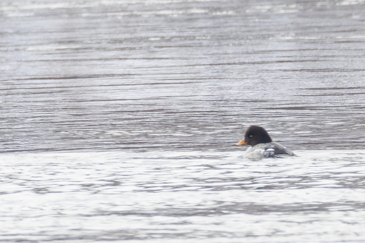 Barrow's Goldeneye - ML409367681